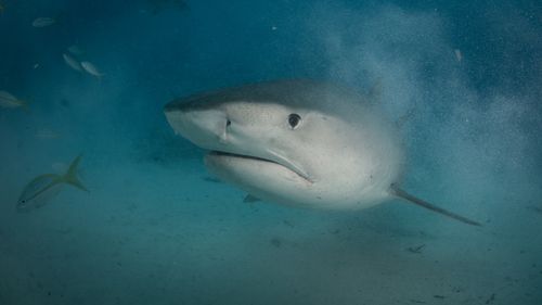 One of the most adept predators in the ocean, the tiger shark