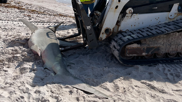 The 11-foot hammerhead shark washed up on Florida&#x27;s Pompano Beach.