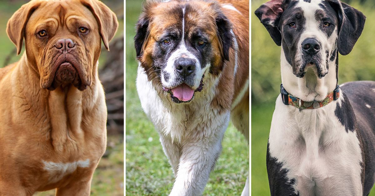 10 dog breeds with the shortest lifespans