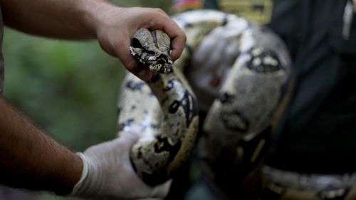 This photo shows a boa constrictor. Police did not say the type of snake the man had as a pet.