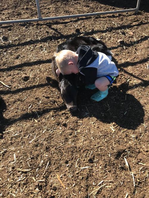 Ashley Gamble, 33, and Wendy Ellis, 31, have already borrowed huge amounts of cash from the bank as they struggle to keep their 1500 dairy cows alive amid the devastating drought in Queensland.