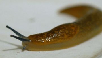 Slug gate