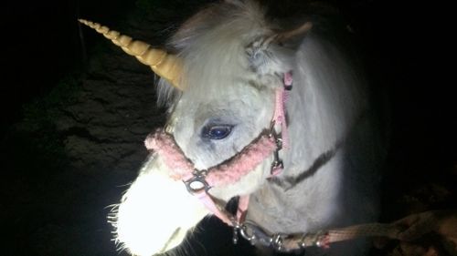 ‘Unicorn’ makes daring dash for freedom from California photo shoot