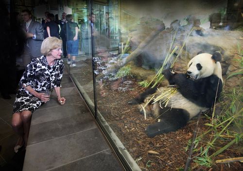 Giant Panda