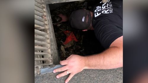 Firefighters rescue family of ducklings from Sydney stormwater drain.