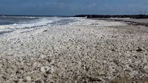 South Australia algal bloom