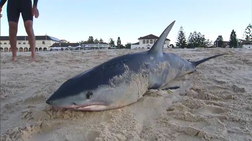 A two metre Mako shark shocked swimmers and surfers at Sydney's famous Bondi Beach this morning after it washed up onto the sand. Picture: 9NEWS.