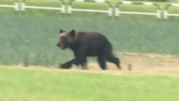 A brown bear runs on a field in Sapporo, northern Japan 