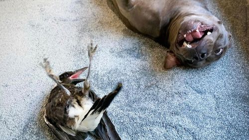 The bird, who was made famous by his friendship with a Staffy named Peggy, was voluntarily surrendered to ﻿authorities more than 45 days ago.