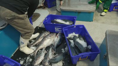 Yerel tedarik zincirinin çöküşü endişesi.
