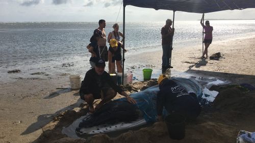 The newborn whale, believed to be about six weeks old, was found washed ashore in Hervey Bay this morning. (Facebook / Pacific Whale Foundation)