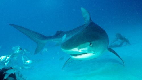 A tiger shark swims in the Bahamas