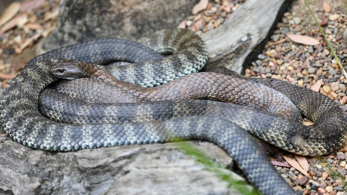 A Grass Snake Plays Dead on a Cold Autumn Day