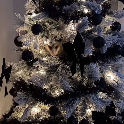 Christmas tree possum