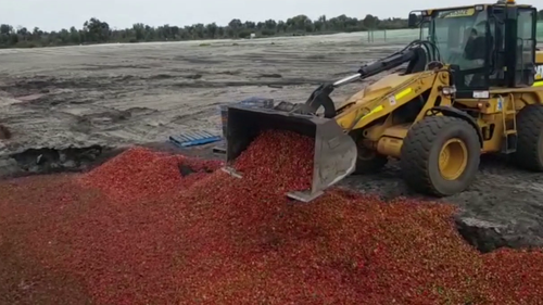 One WA farm has dumped an estimated 20,000kg of strawberries.