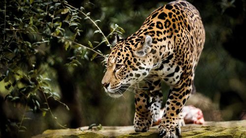 Two lions, two tigers and a jaguar were thought to have escaped their enclosures during the flooding. Picture: AAP.