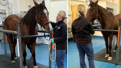 Summer being treated at the vet following her attack on a Wollongong beach.