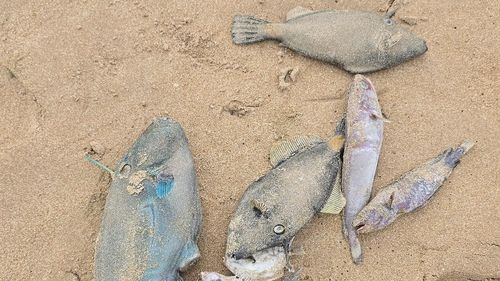 A multi-agency investigation is underway after masses of yellow foam washed up on a popular South Australian beach, leaving surfers feeling sick and infected. ﻿