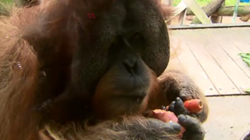 Orangutan's at Melbourne Zoo enjoyed a variety of treats to celebrate 'World Orangutan Day'. (9NEWS)