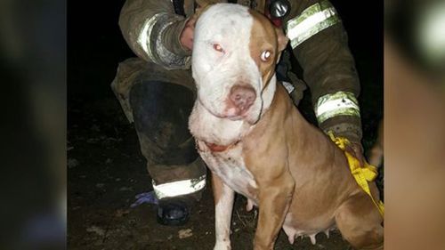 Meet Khaleesi, the pit bull who survived both a fire and a brutal knife attack