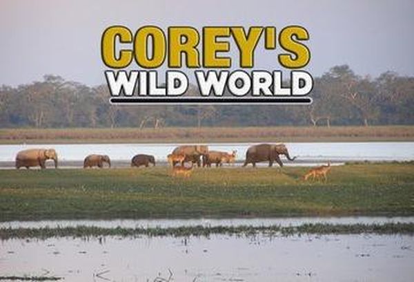 Corey's Wild World