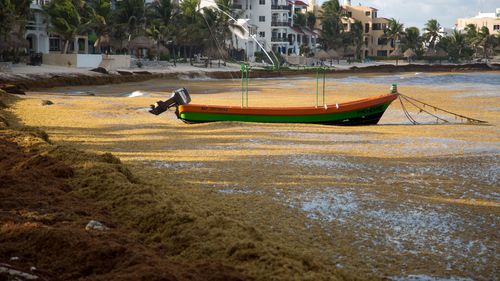 A boat floats on the water, surrounded by sargassum, a seaweed-like algae, in Bahia La Media Luna, near Akumal in Quintana Roo state, Mexico, August, 2018. With more algae spotted floating out at sea, experts fear that 2022 could be as bad or worse than the catastrophic year of 2018, the biggest sargassum wave to date.