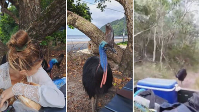 Cass Crosby Cairns woman run-in with deadly cassowary in Etty Bay over lunch