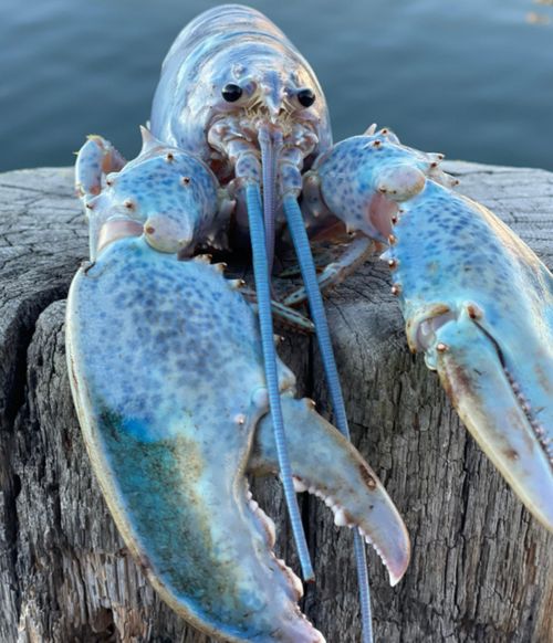 Lobsterman Bill Coppersmith, who has been fishing for 40 years, caught the lobster, which was named Haddie after his granddaughter. 