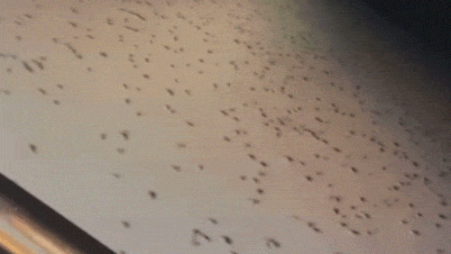 I topi infestano i topi australiani