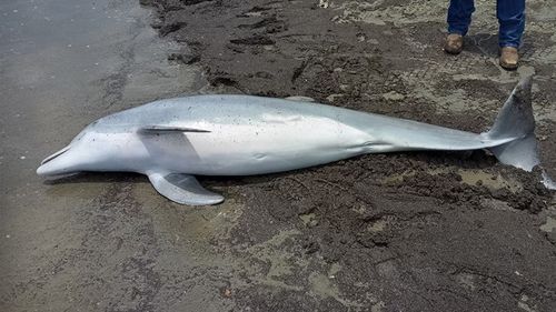 The juvenile bottlenose dolphin was found dead on West Mae's Beach in Cameron Parish, Louisiana, on March 13.