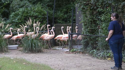 Zoo animals are being sheltered from Hurricane Florence in North and South Carolina, USA.