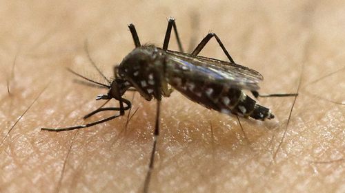 2011 mosquito project may have spared Cairns from Zika outbreak