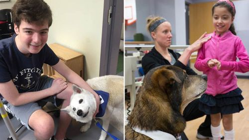 The "Doggie Brigade" is providing comfort to countless patients at Akron Children's Hospital. (Akron Children's Hospital)