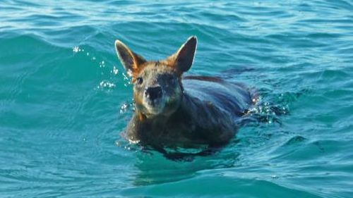 Exhausted wallaby found more than 1km out to sea off NSW