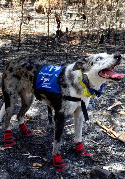 Bear the koala detection dog.