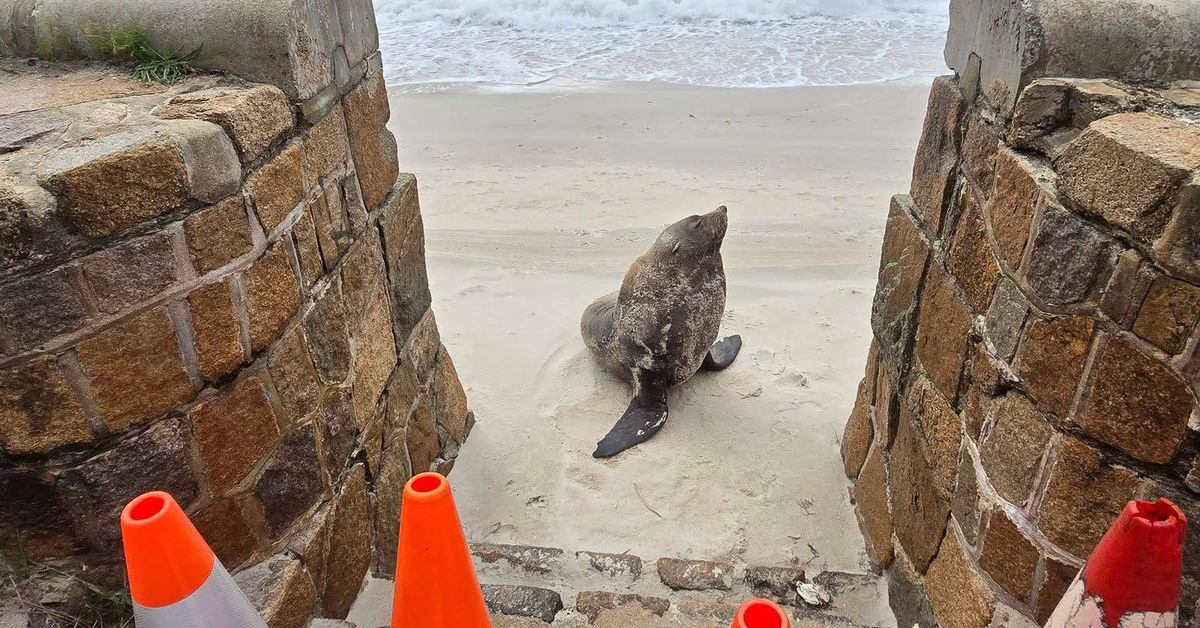 Mornington icon 'Sammy the seal' believed to be dead