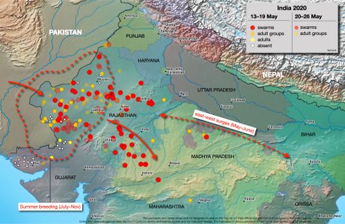 The Food and Agricultural Organisation predicts locusts will reach as far as Nepal and Bangladesh. 