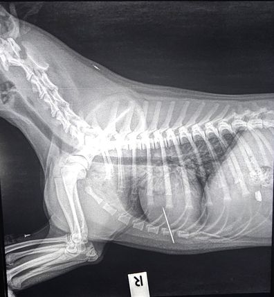 Yoshi the kelpie x-ray shows sewing needle embedded in his heart