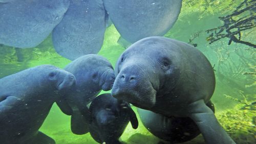 Manatees with their calves swimming  at at Blue Spring State Park in Orange City, Florida. 