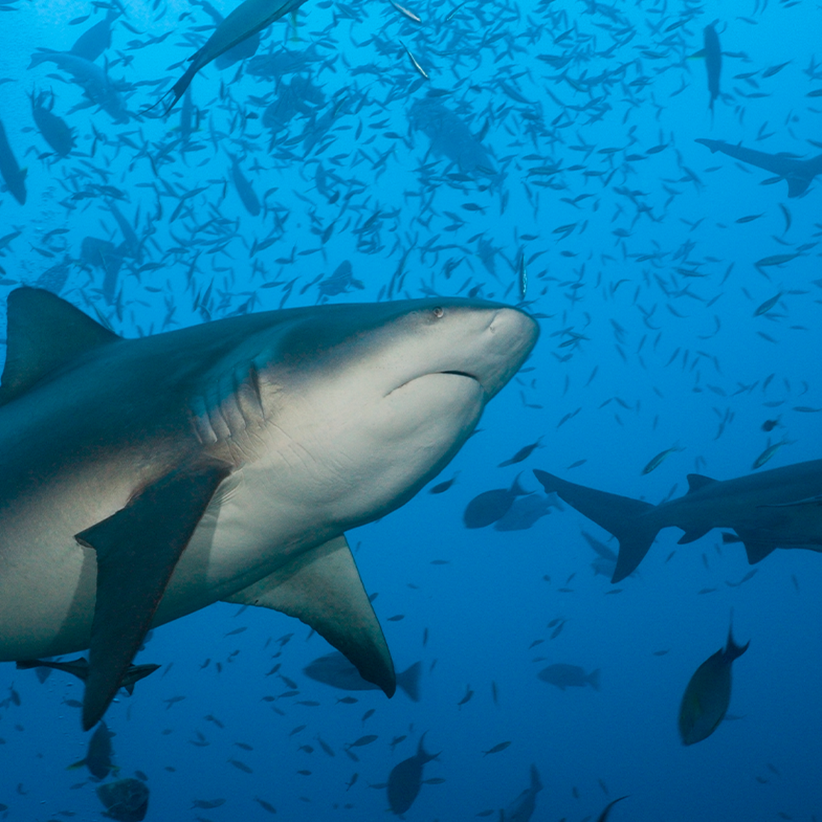 How to Survive the Shark Attack That Is Never Going to Happen To You, Smart News