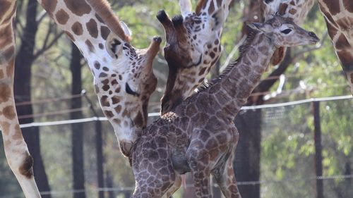 The new giraffes are doing well at Western Plains Zoo.