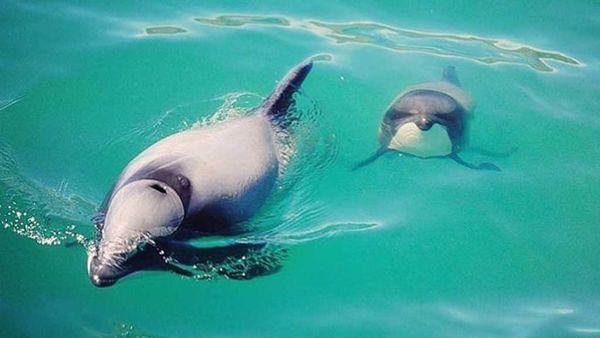 Hector's dolphins