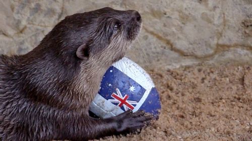 Pull the otter one - Queensland otter predicts home state Origin victory
