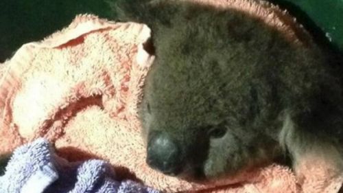 Sean the koala was brought back to life by fire crews after they performed mouth-to-mouth resuscitation. (Langwarrin and Frankston CFA)