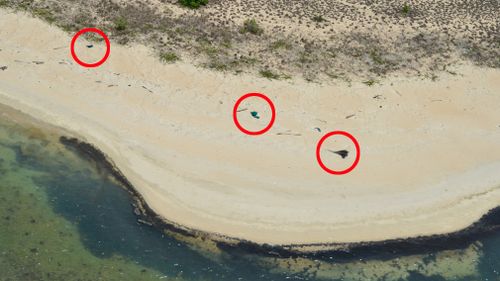 190919 Gulf of Carpentaria plastic fishing nets debris aerial survey research environment turtles damage news Australia