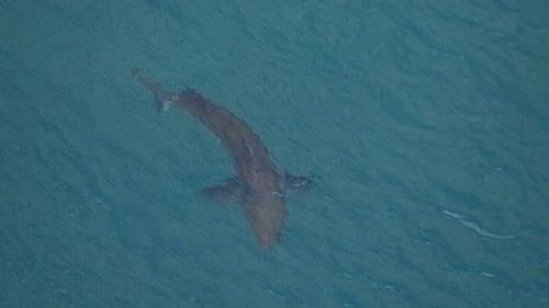 Man dies after being attacked by monster shark in northern NSW