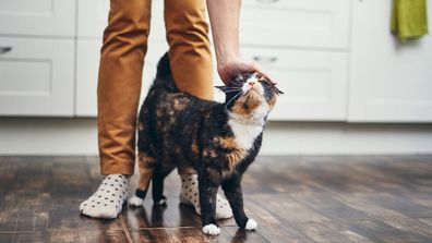 Cat walks between owners leg in a kitchen