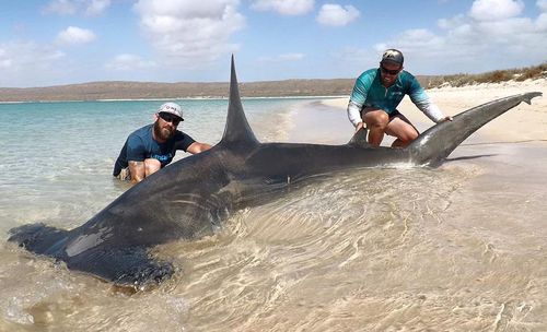 WA fishermen criticised for capture of ‘monstrous’ sharks