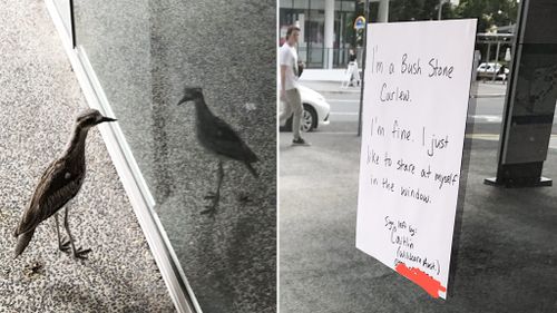 Members of the public call for help after spotting vain curlew staring fixedly at window