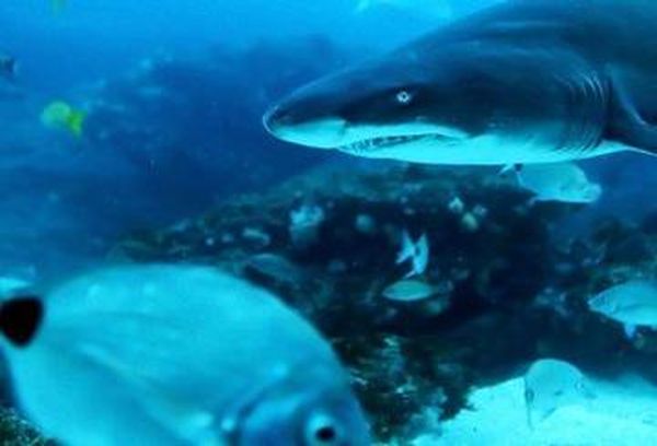 Big Sharks Rule